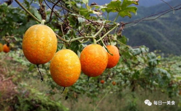 甜瓜种植致富路线图片_致富种植视频全集_致富经甜瓜