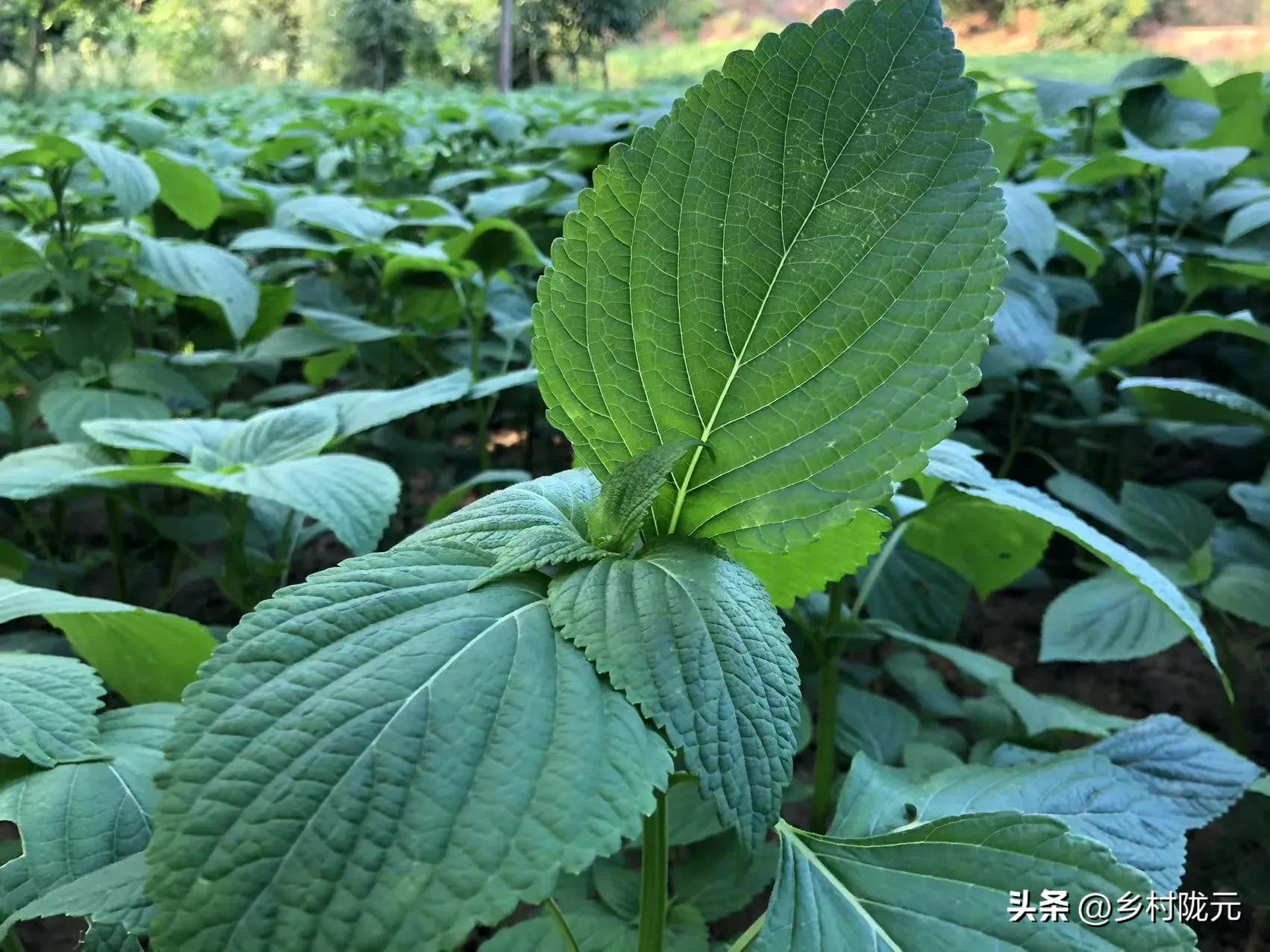 紫苏全株是宝，种植方法简单经济效益高，为啥农民不爱种植？