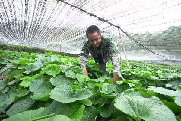 种植黄精致富带头人_种植黄精致富带头人_种植黄精致富带头人