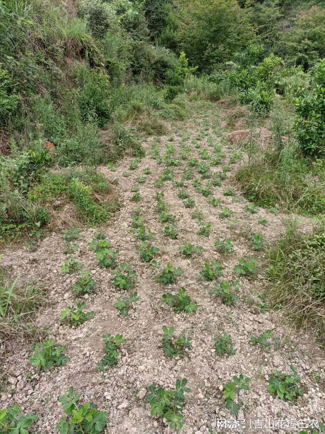 威海市花生优质高产高效栽培技术