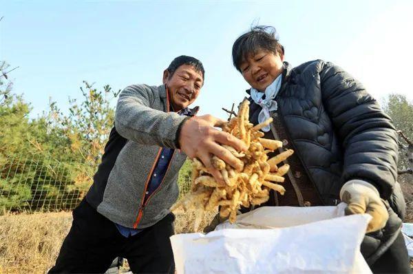 种植黄精致富带头人_种植黄精致富带头人_种植黄精致富带头人