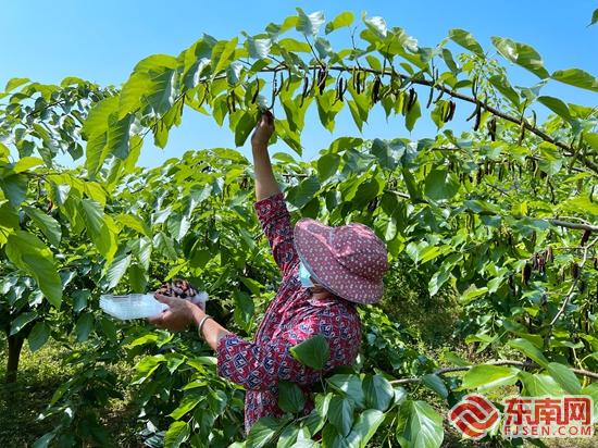 致富经桑果种植_致富种植桑果图片_致富种植桑果视频