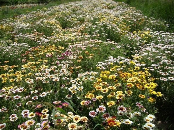 野菊花开花图片