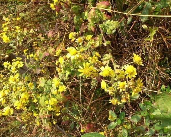 野菊花开花图片