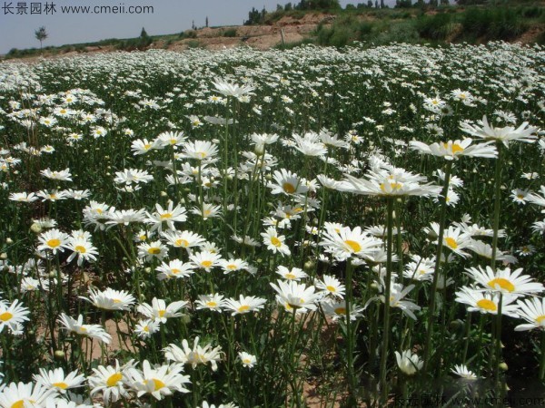 野菊花开花图片