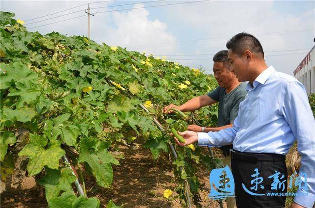 大棚香丝瓜致富经_大棚丝瓜高产栽培技术_种植大棚丝瓜顶尖技术