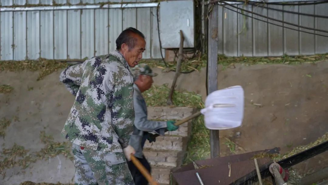 本地黄牛养殖技术视频_本地小黄牛养殖技术_养殖黄牛技术大全