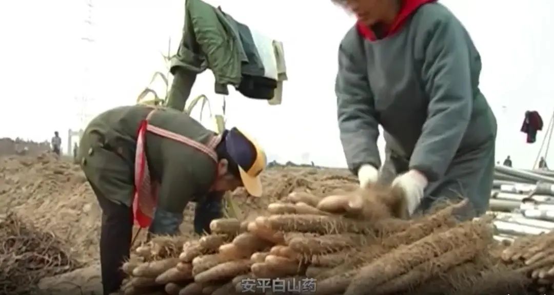 山药的种植技术视频_视频山药种植技术教程_最新山药种植视频