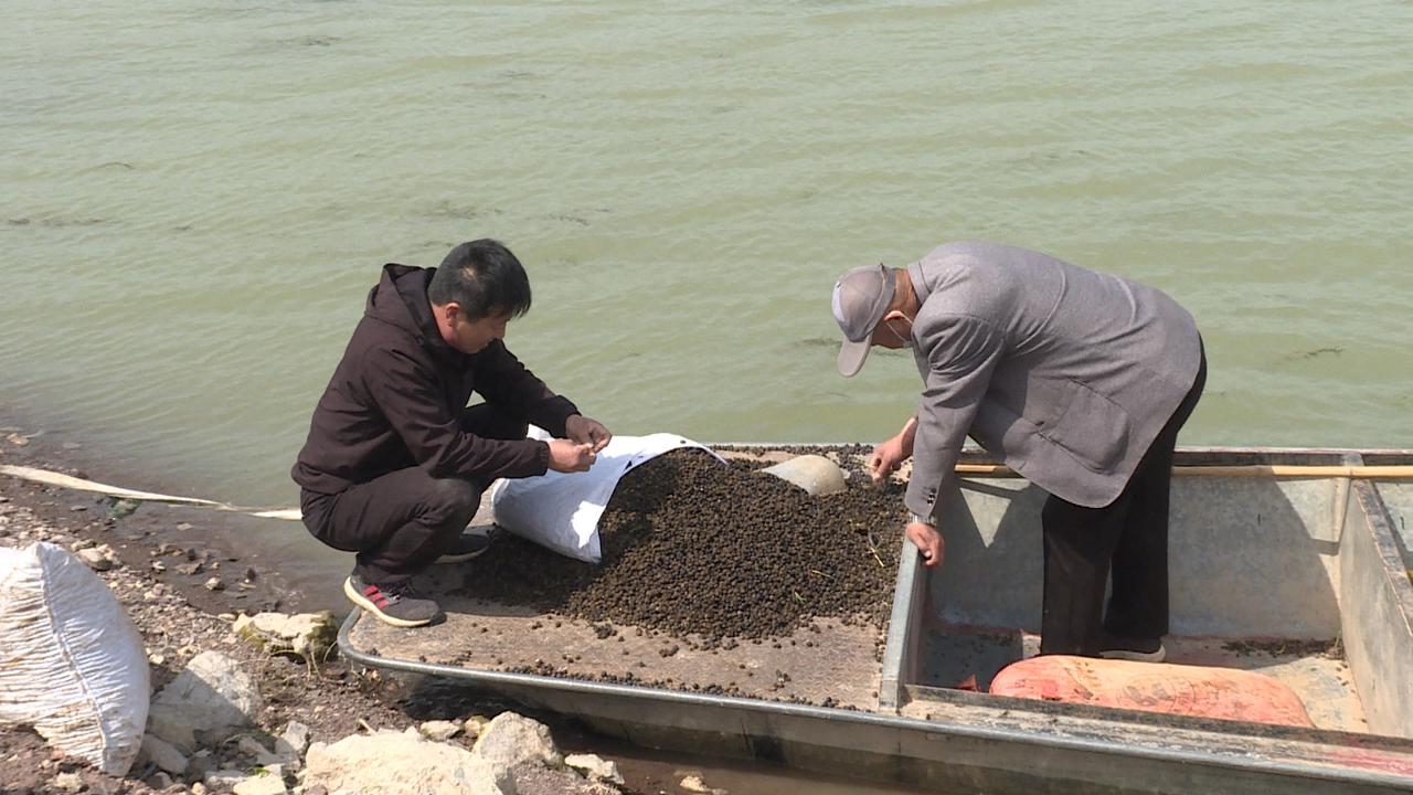 人参菜种植赚钱_人参菜种植致富_种植人参效益怎样