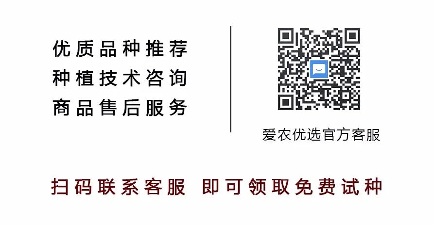 罗卜怎么种植技术_如何种植罗卜_怎样种罗卜技术管理