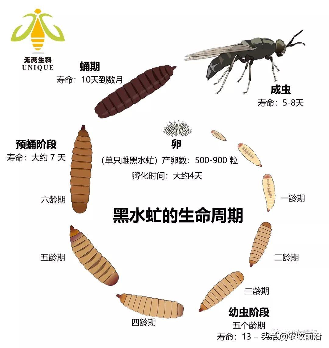 黑水虻冬天养殖技术_冬季黑水虻养殖技术_养殖冬季黑水虻技术与管理