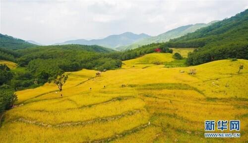 走向我们的小康生活丨黎苗山乡种养“老行当”擦亮“绿色牌”