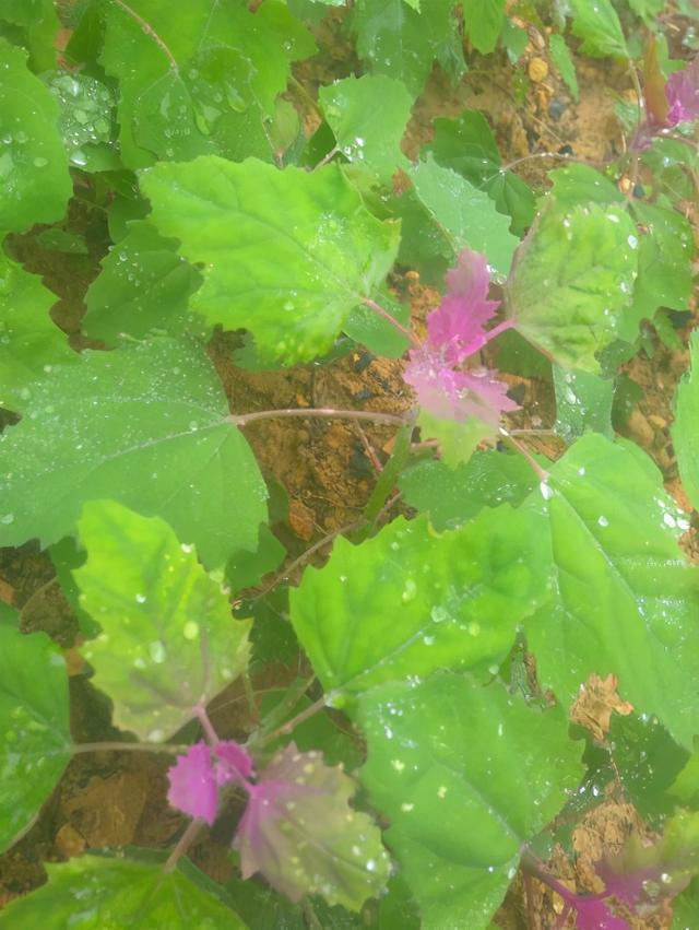 致富经藜麦种植_致富种植藜麦视频_致富种植藜麦图片