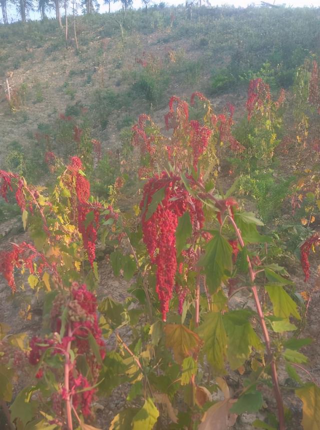 致富经藜麦种植_致富种植藜麦图片_致富种植藜麦视频