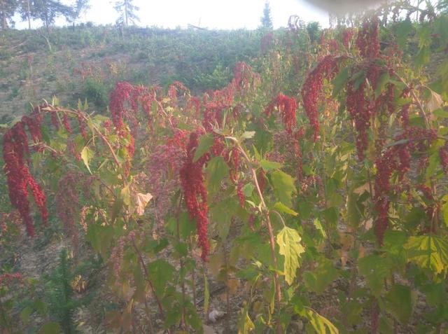 致富经藜麦种植_致富种植藜麦视频_致富种植藜麦图片