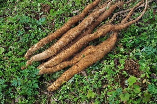 山药种植栽培技术