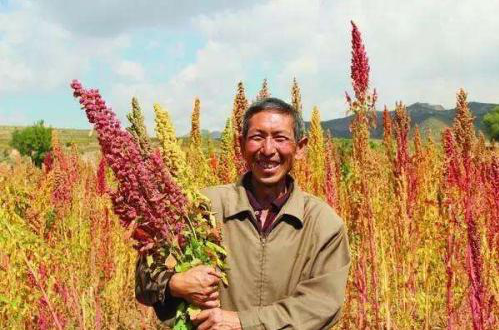 致富种植藜麦图片_致富种植藜麦视频_致富经藜麦种植