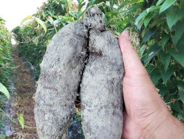 视频山药种植技术教程_山药种植视频播放_山药的种植技术视频