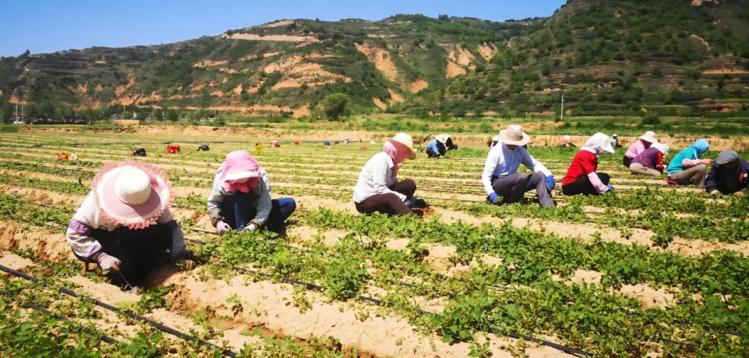 2024农村种植新趋势：十大中药材种植项目盘点，带你探索致富之路！