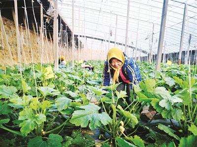 致富文案种植项目怎么写_致富文案种植项目怎么做_致富种植项目文案