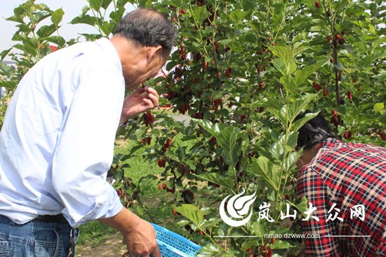 致富经桑椹果种植_桑树致富经_果桑种植致富