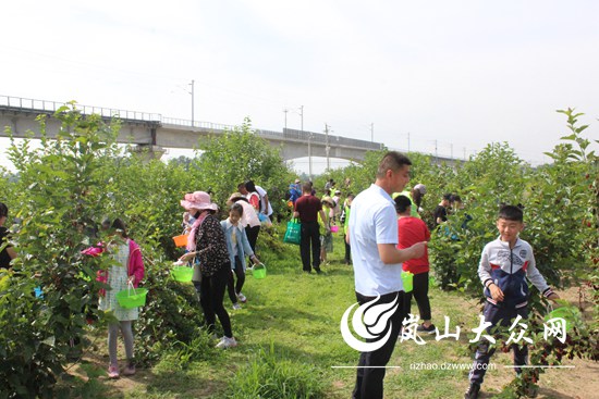 果桑种植致富_桑树致富经_致富经桑椹果种植