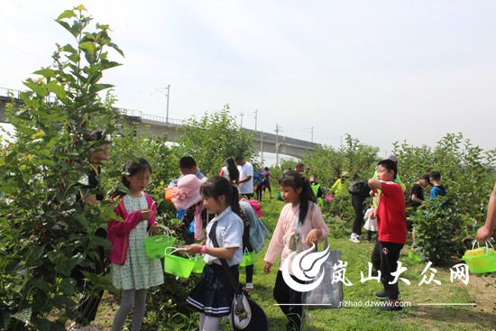 致富经桑椹果种植_桑树致富经_果桑种植致富