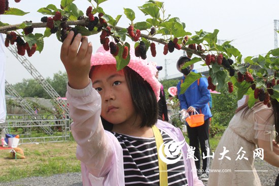 果桑种植致富_致富经桑椹果种植_桑树致富经