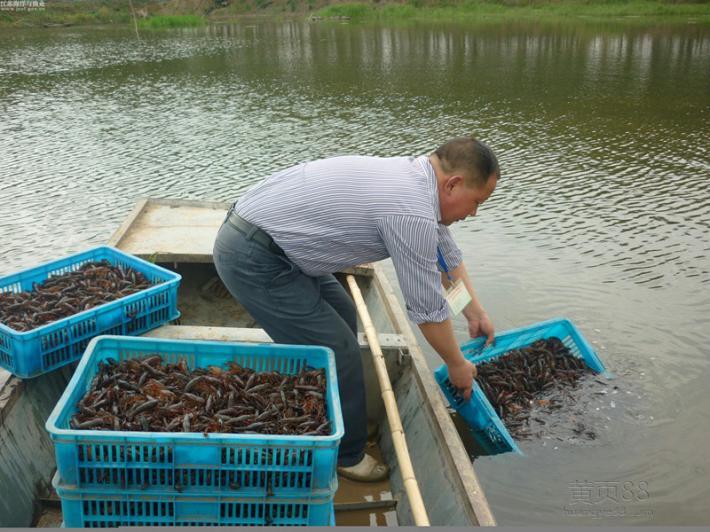 冬季黑水虻养殖技术_黑水虻冬天养殖技术_黑水虻冬季养殖视频