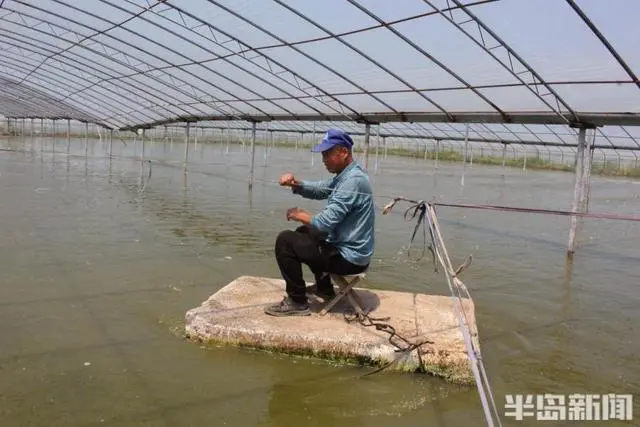 草虾淡水养殖致富_致富淡水养殖草虾视频_致富淡水养殖草虾怎么样