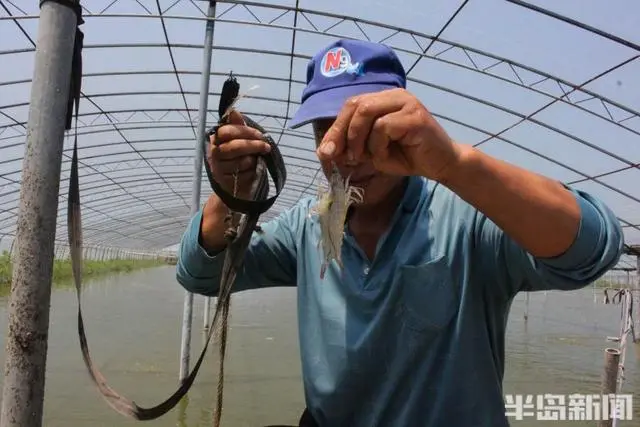 致富淡水养殖草虾怎么样_草虾淡水养殖致富_致富淡水养殖草虾视频