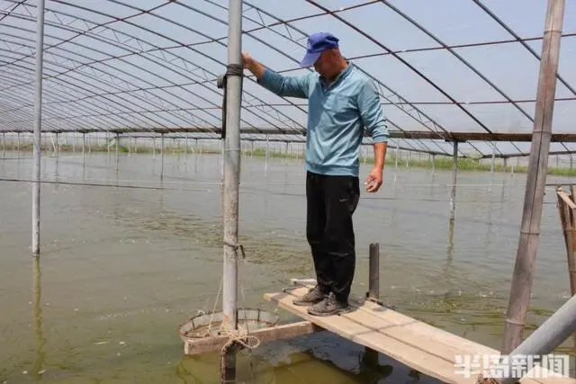 草虾淡水养殖致富_致富淡水养殖草虾怎么样_致富淡水养殖草虾视频