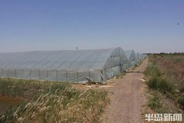 草虾淡水养殖致富_致富淡水养殖草虾视频_致富淡水养殖草虾怎么样