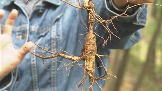 人参菜种植技术_人参菜种植致富_种植人参视频