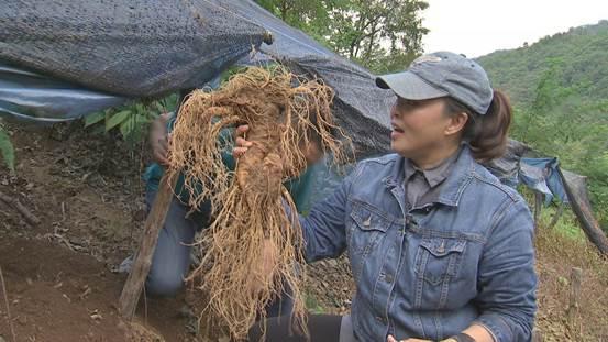 人参菜种植技术_种植人参视频_人参菜种植致富