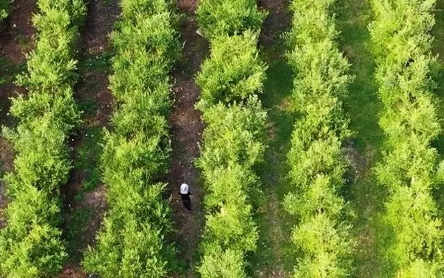 致富经胡桂清橄榄油_悦诗风吟橄榄高保湿的油不油_坐月子胡麻油是胡油吗