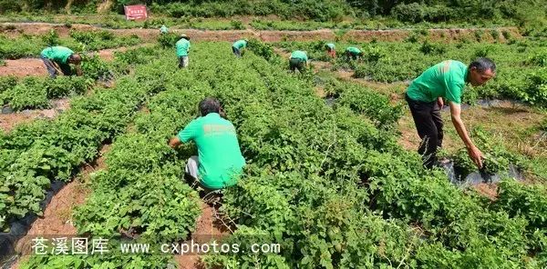 柠檬栽培技术视频_柠檬种植技术视频_柠檬种植技术与管理视频