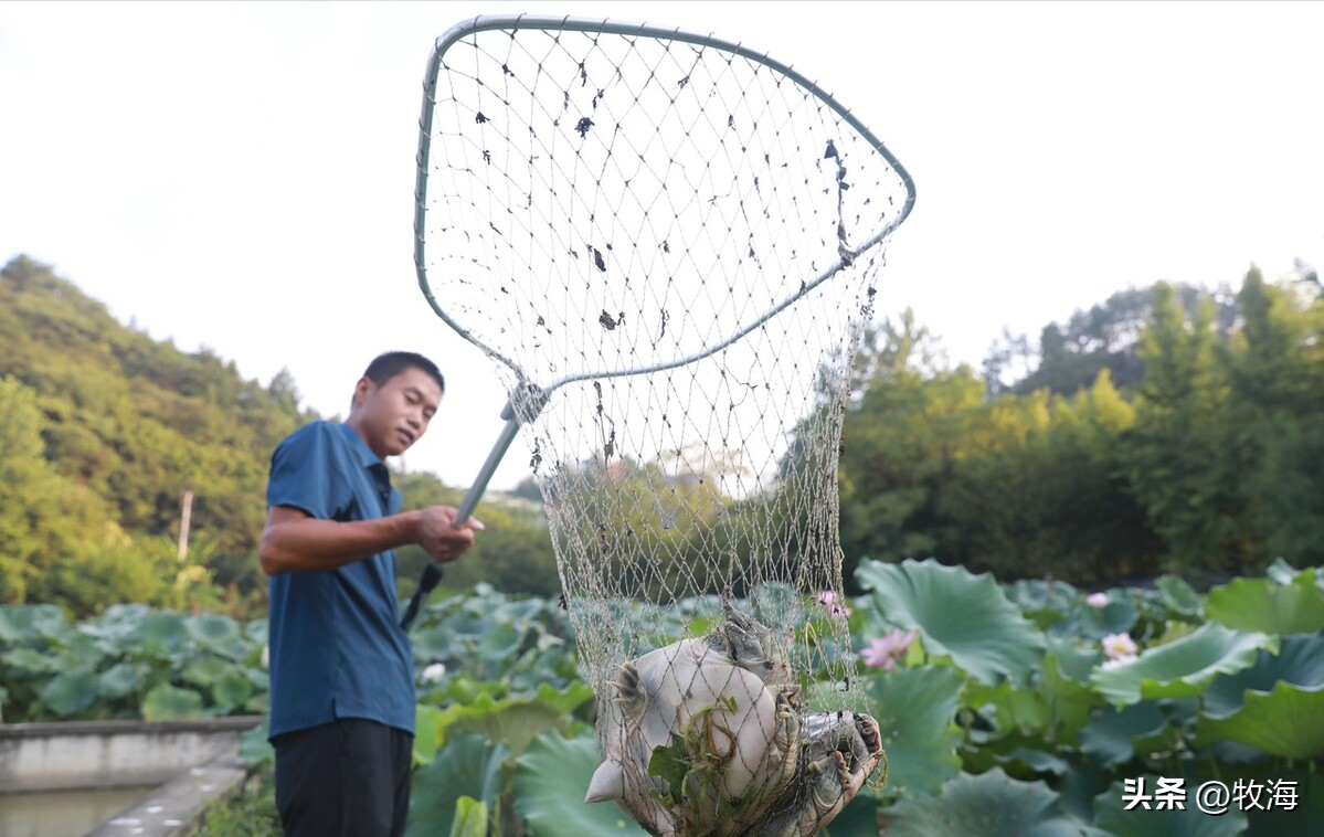 养殖幼苗甲鱼技术要求_甲鱼幼苗怎么养殖技术_甲鱼苗养殖技术视频