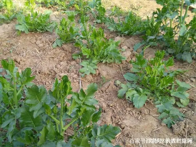 怎样种罗卜技术管理_如何种植罗卜才高产量_罗卜怎么种植技术