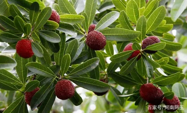 扬梅种植技术_扬梅种植技术及范围_扬梅怎么种植