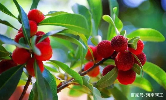 扬梅种植技术_扬梅种植技术及范围_扬梅怎么种植