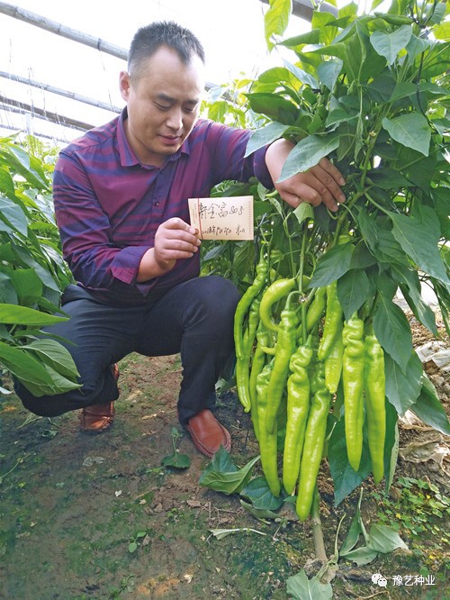 农业节目致富经种植辣椒_致富经高产辣角的种植技术_致富经辣椒种植视频