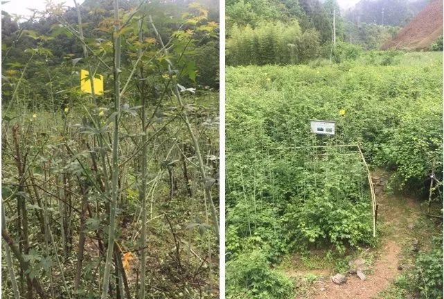 桑黄种植法_桑黄的种植技术_种植桑黄效益如何