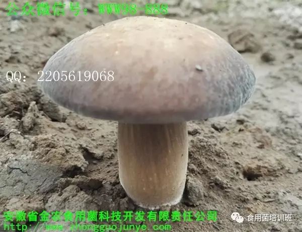 种植技术桑黄的优缺点_种植桑黄的功效与作用_桑黄的种植技术