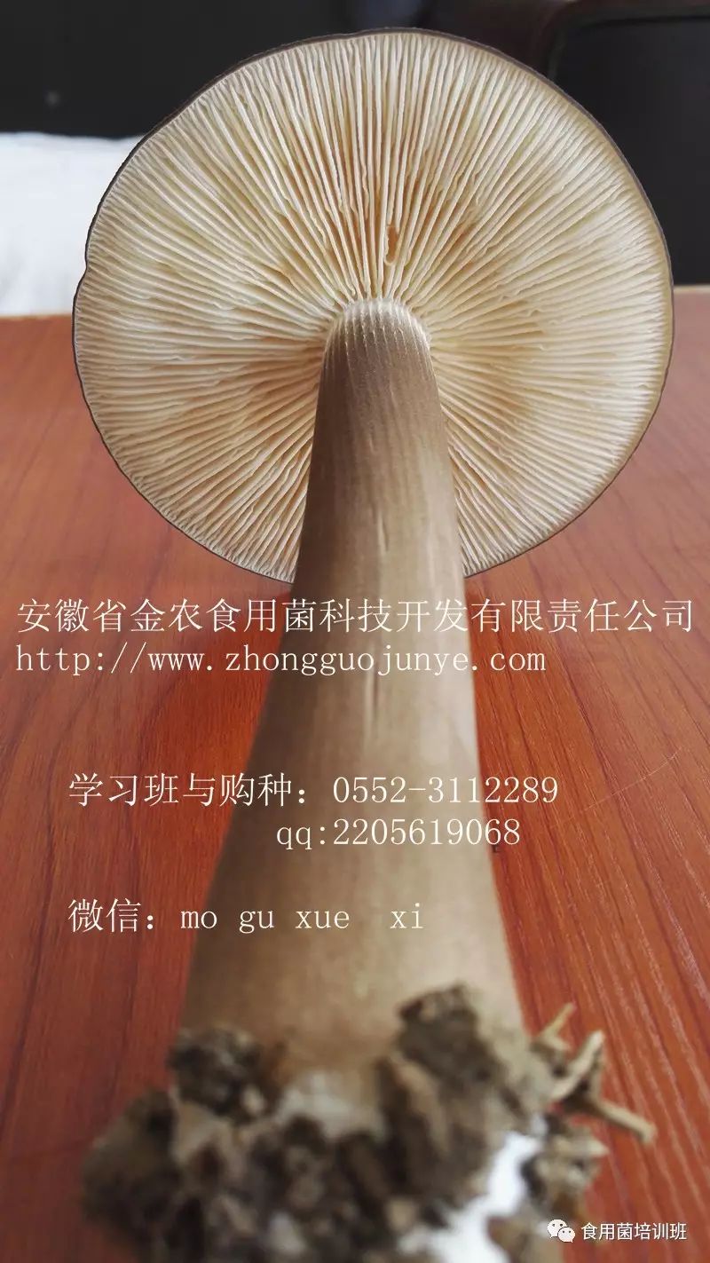 桑黄的种植技术_种植技术桑黄的优缺点_种植桑黄的功效与作用