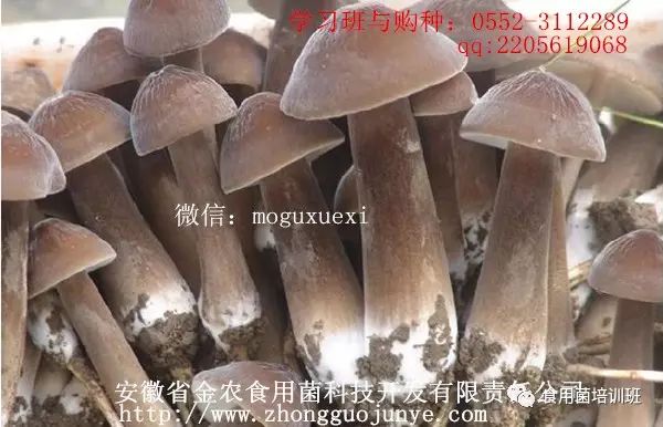 种植技术桑黄的优缺点_种植桑黄的功效与作用_桑黄的种植技术