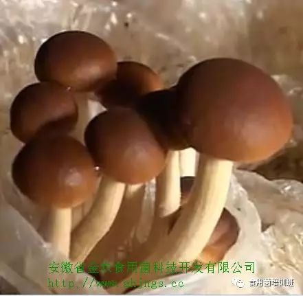 桑黄的种植技术_种植桑黄的功效与作用_种植技术桑黄的优缺点