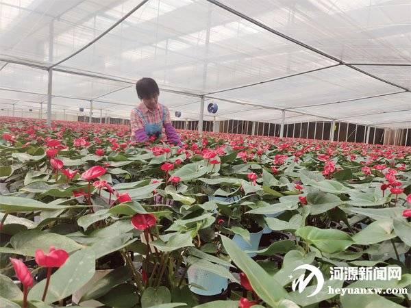 种花致富选什么品种_花卉致富种植方法_花卉种植致富