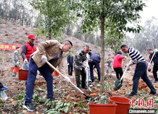 广西各地见缝插“珍”种植大批珍贵树种