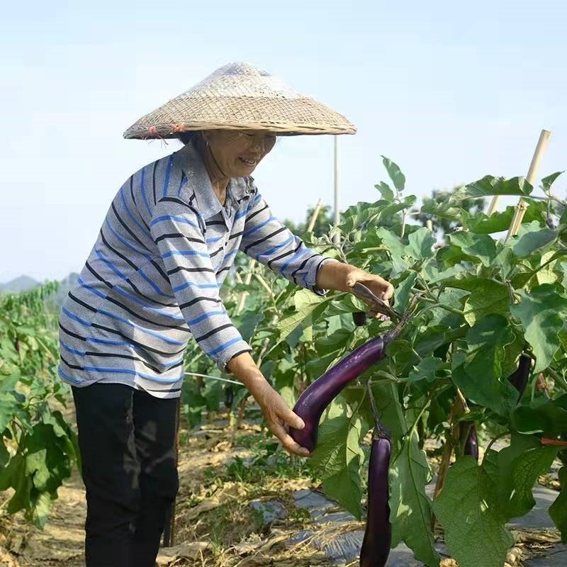 种植扁豆的方法_致富种植扁豆图片_种植扁豆致富